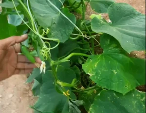 بیماری های ناشی از برگ خیار 