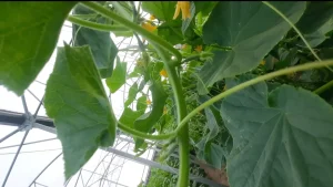 برگ خیار و کمبود عاصر غذایی 