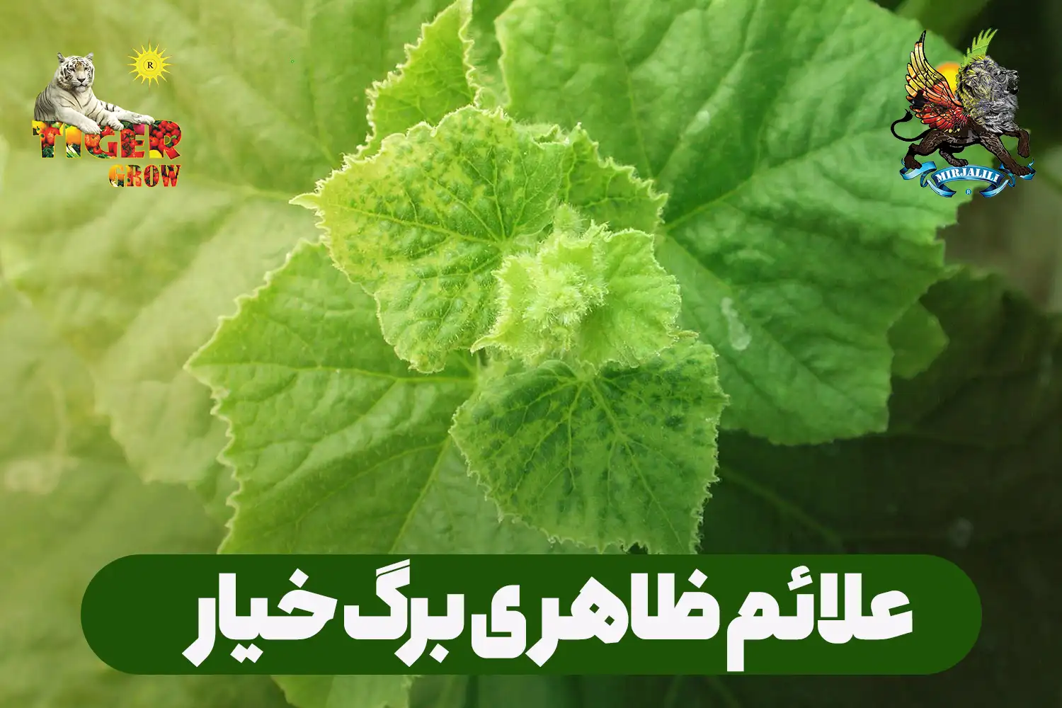 علائم ظاهری برگ خیار در صورت کمبود عناصر غذایی