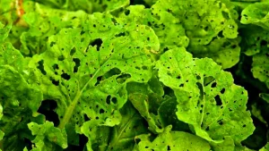 افت و بیماری های کاهو و روش های ازبین بردن و کنترل آن 