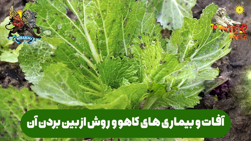 روش های مختلف برای از بین بردن و نابودی آفات کاهو در مزرعه و گلخانه