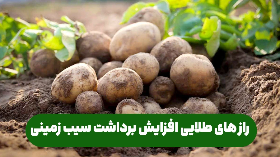 نکات مهم و اساسی برای افزایش تناژ سیب زمینی در مزرعه