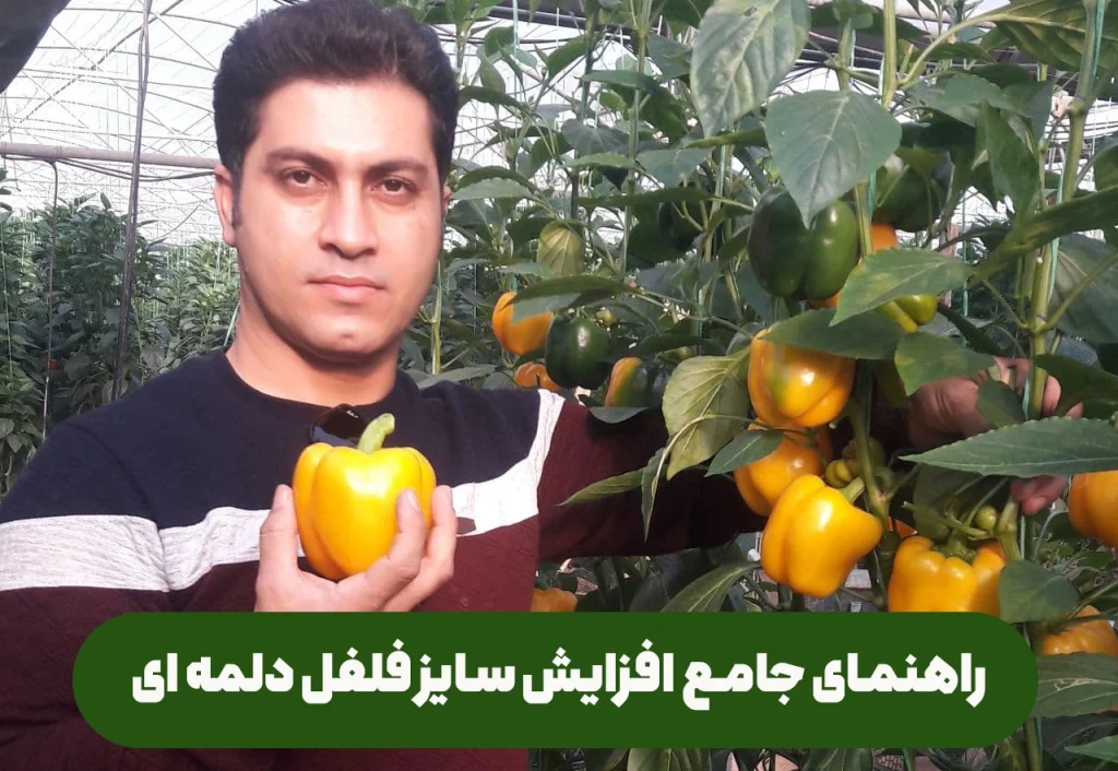 نکات مهم و موثر در تغذیه و کوددهی و شرایط محیطی برای افزایش سایز فلفل دلمه ای در گلخانه