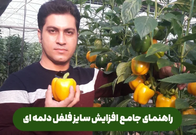 نکات مهم و موثر در تغذیه و کوددهی و شرایط محیطی برای افزایش سایز فلفل دلمه ای در گلخانه