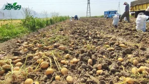 برداشت سیب زمینی با بالاترین وزن و تناژ و ریشه زایی 