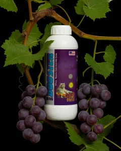 کود اولترا بوستر برای انگور و افزایش رشد جاوی جلبک های دریایی 