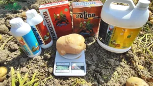 افزایش تناژ سیب زمینی با کودهای برند میرجلیلی