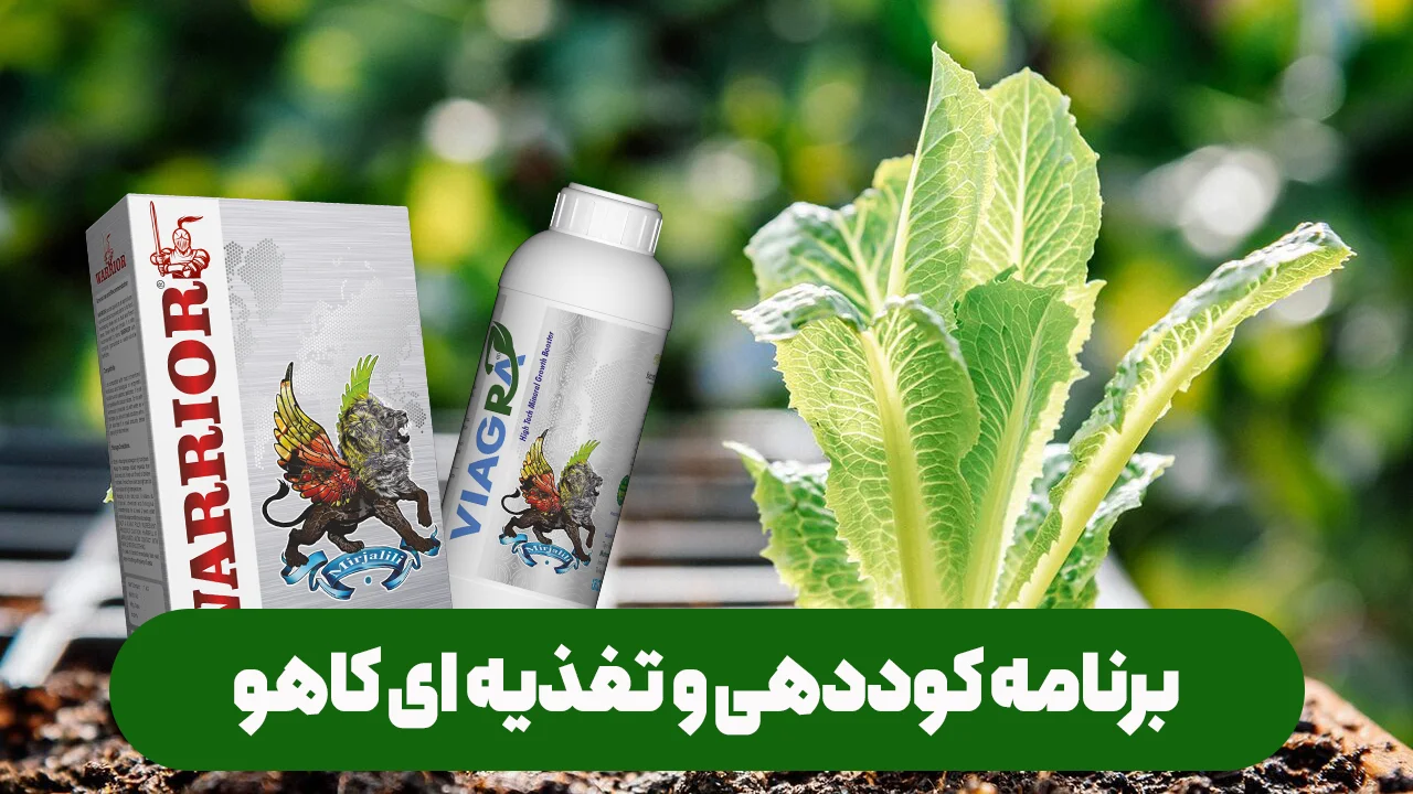 کود های موثر جهت کاهو برای رشد و سبزینگی و تشکیل هد و پیچیدگی بهتر کاهو