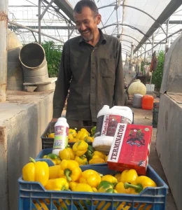 چرا فلفل دلمه کوچک ی شود؟ تاثیر تغذیه در فلفل دلمه 