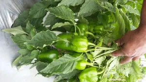 افزایش سایز فلفل دلمه با کودهای حاوی پتاس و کلسیم 