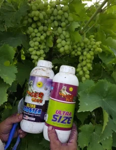 تاکستان های استان خراسان 