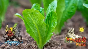 نحوه کاشت و تغذیه و آبیاری کاهو برای رشد بهتر و افزایش کیفیت 