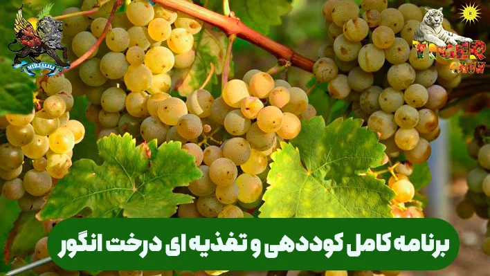 جدول غذایی و برنامه کوددهی فوق العاده برای درخت انگور