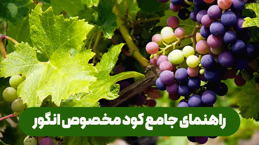 بهترین کود های مخصوص انگور برای کوددهی و تغذیه تاکستان انگور