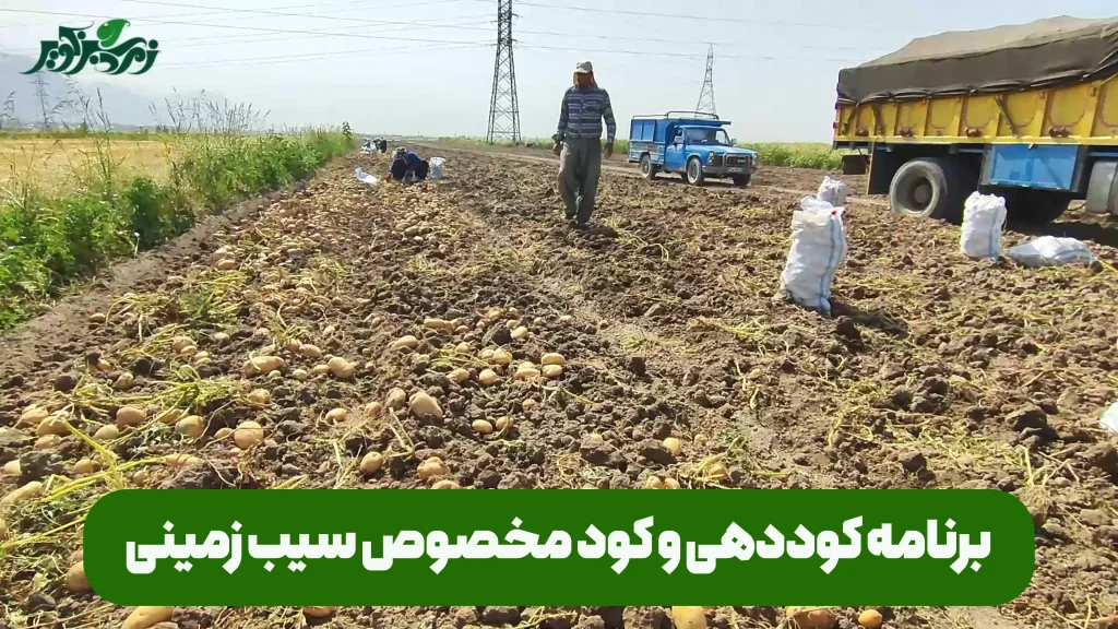 برنامه کوددهی و کود مخصوص سیب زمینی برای افزایش تناژ برداشت