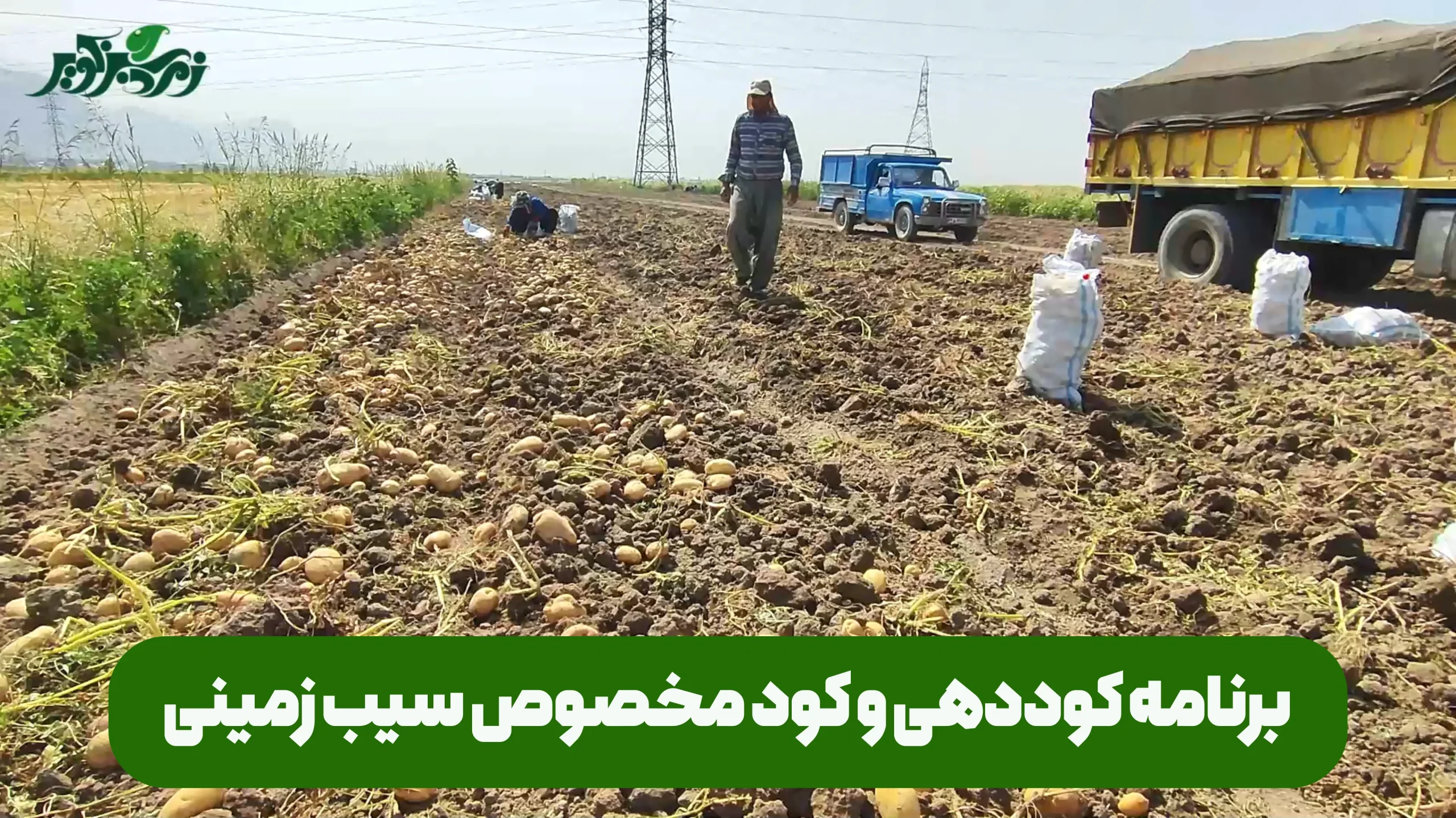 برنامه کوددهی و کود مخصوص سیب زمینی برای افزایش تناژ برداشت