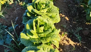 کودهای موثر برای کشت کاهو در مزرعه 