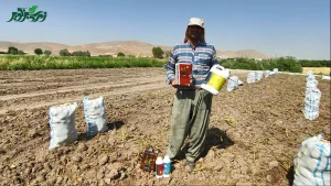 کودهای مخصوص برای افزایش سایز غده سیب زمینی