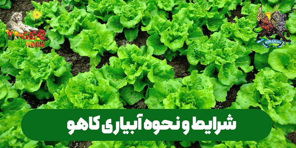 نکات مهم برای آبیاری کاهو در مزرعه روباز و گلخانه ها