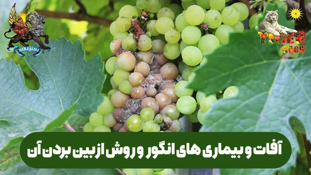 انواع آفات و بیماری های تاک یا انگور و روش های مقابله با آن