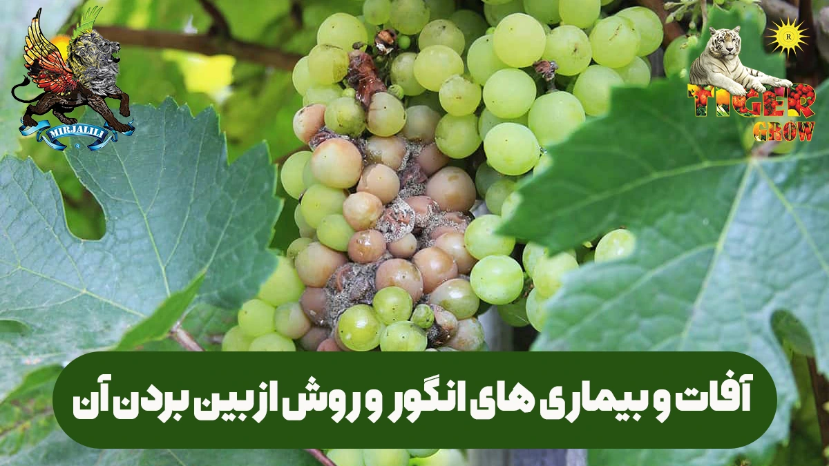 انواع آفات و بیماری های تاک یا انگور و روش های مقابله با آن