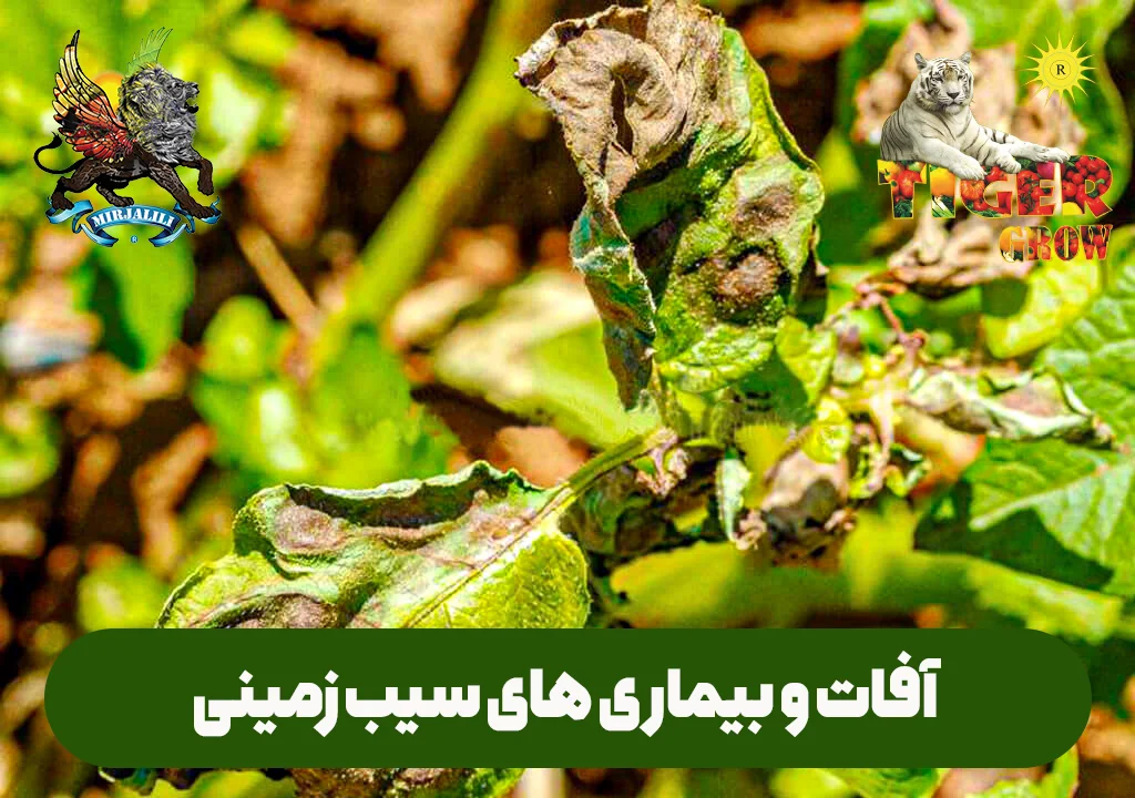 انواع آفات و بیماری های سیب زمینی و روش های مقابله با آن