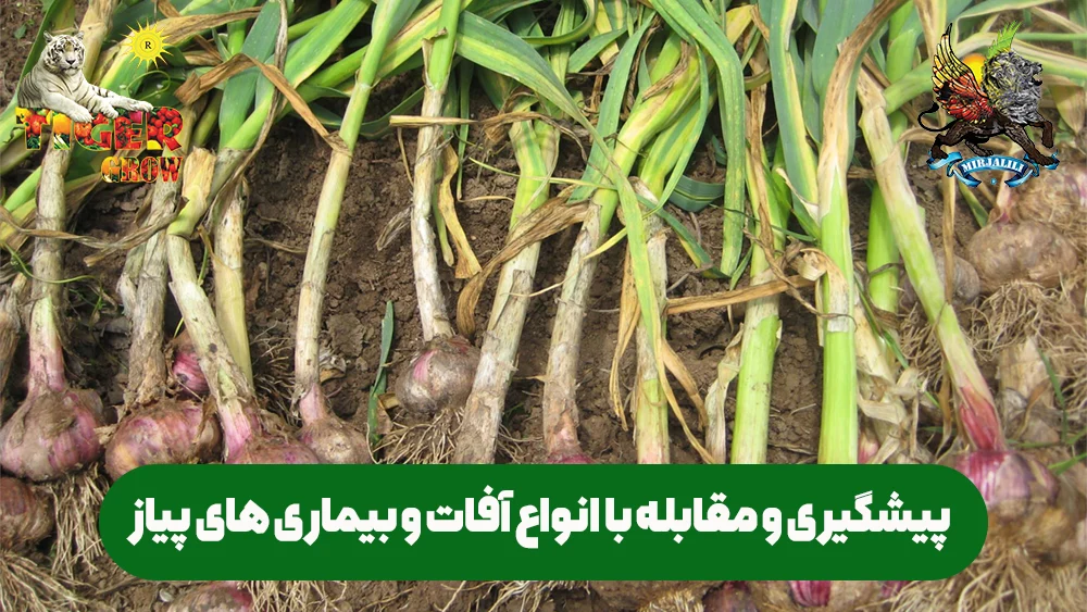 آفات و بیماری های پیاز و علائم آن ، نحوه پیشگیری و دفع آن