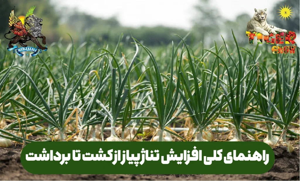 افزایش برداشت و وزن و تناژ پیاز در مزارع