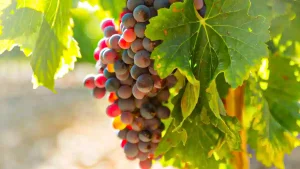 علائم آفات و بیماری های انگور و سموم لازم 