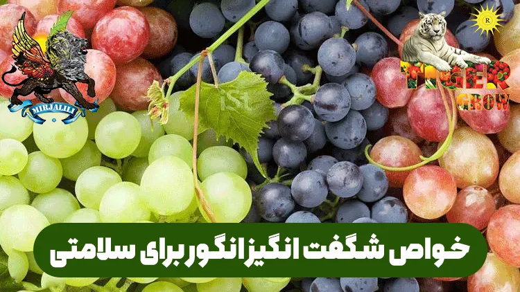 خواص و فواید انگور برای سلامتی بدن انسان