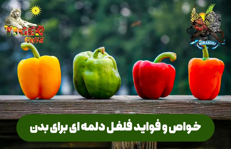 خواص و فواید فلفل دلمه‌ای برای بدن انسان