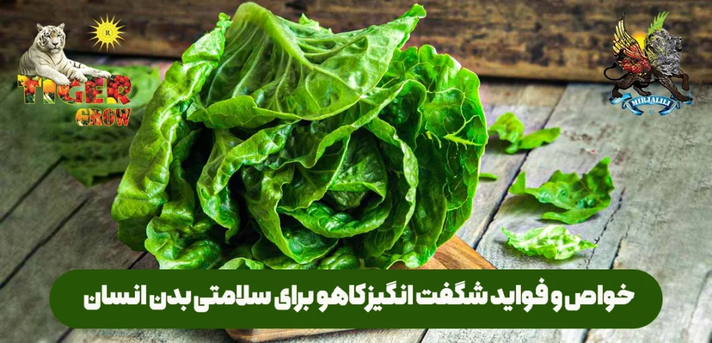 خواص و فواید کاهو برای سلامتی بدن انسان