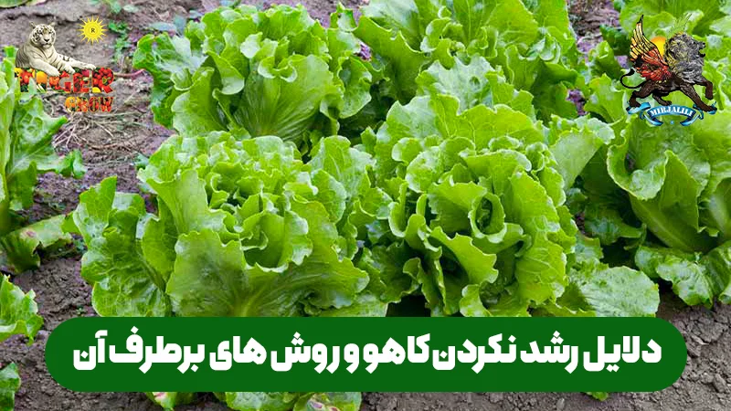دلایل اصلی توقف رشد کاه و عدم رشد رویشی آن
