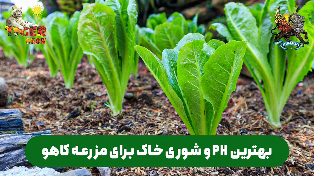 مدیریت شوری خاک برای کشت کاهو: محدودیت‌ها و تأثیرات EC بر کیفیت محصول. با این راهنما، شرایط ایده‌آل خاک برای کاهوی مرغوب را فراهم کنید.