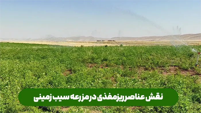 تاثیر کود ریزمغذی یا میکرو در کشت و برداشت سیب زمینی