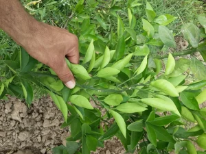 کودهای ماکرو و ازت برای باغات مرکبات 