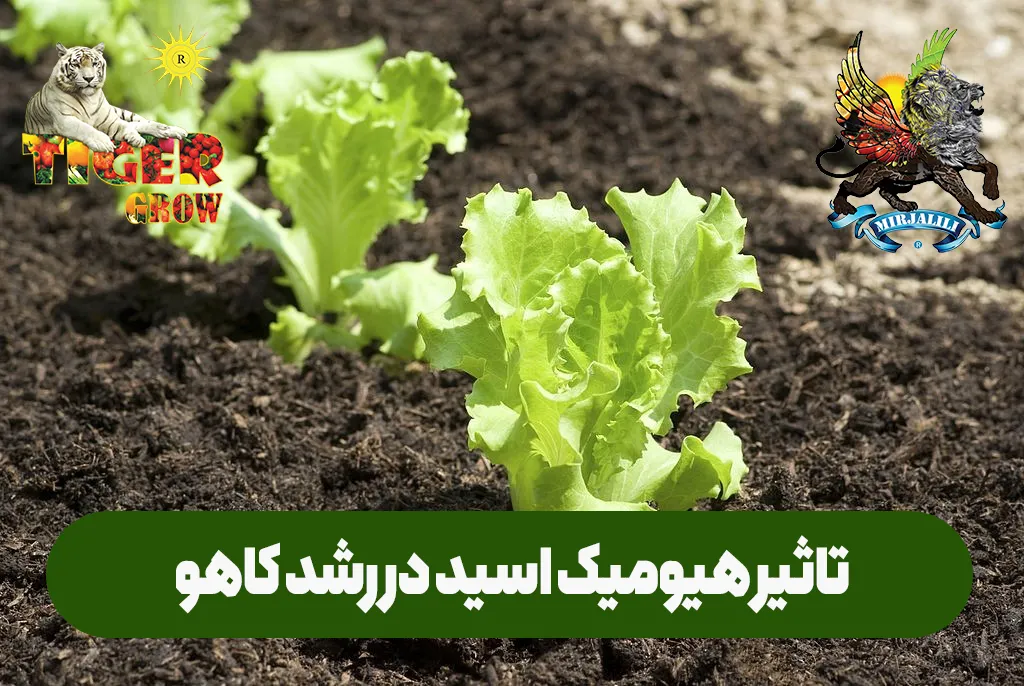 تاثیر و فواید هیومیک اسید در رشد و سبزینگی کاهو در مزرعه و گلخانه