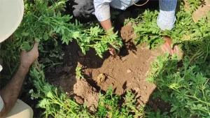 تاثیر عناصر ریز مغذی یا میکرو در رشد غده سیب زمینی