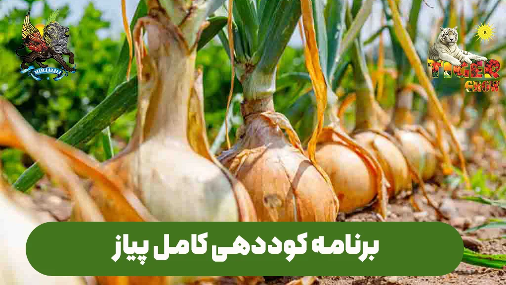 برنامه و جدول کوددهی پیاز برای مزرعه