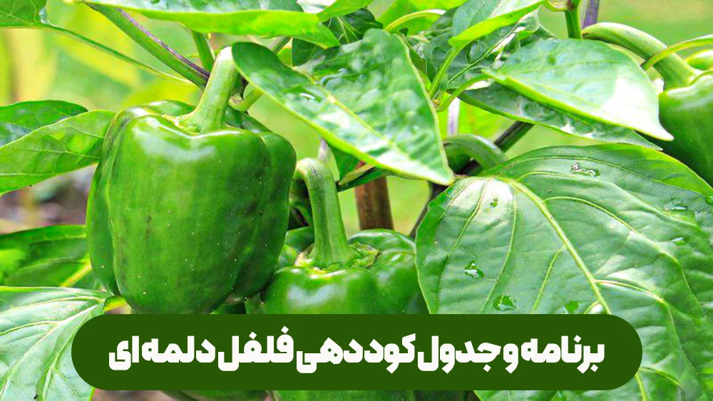 جدول و برنامه کوددهی جامع و کامل فلفل دلمه ای برای گلخانه داران