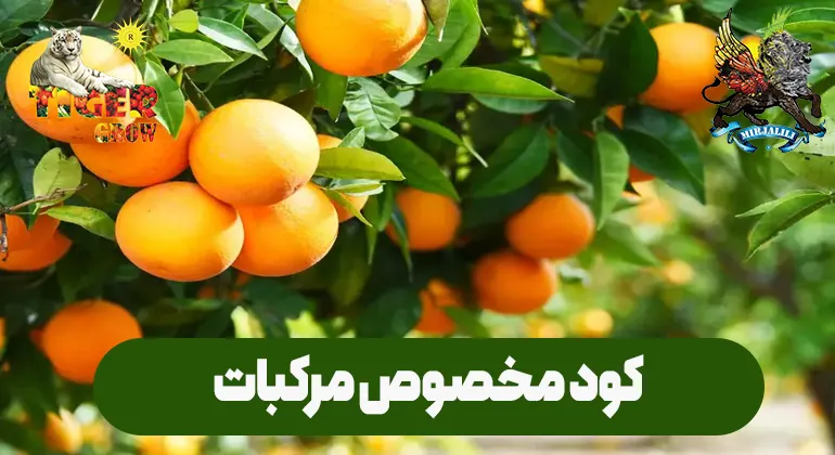 راهنمای جامع کود مخصوص مرکبات برای شیرین شدن مرکبات و افزایش سایز و وزن و تناژ محصولات