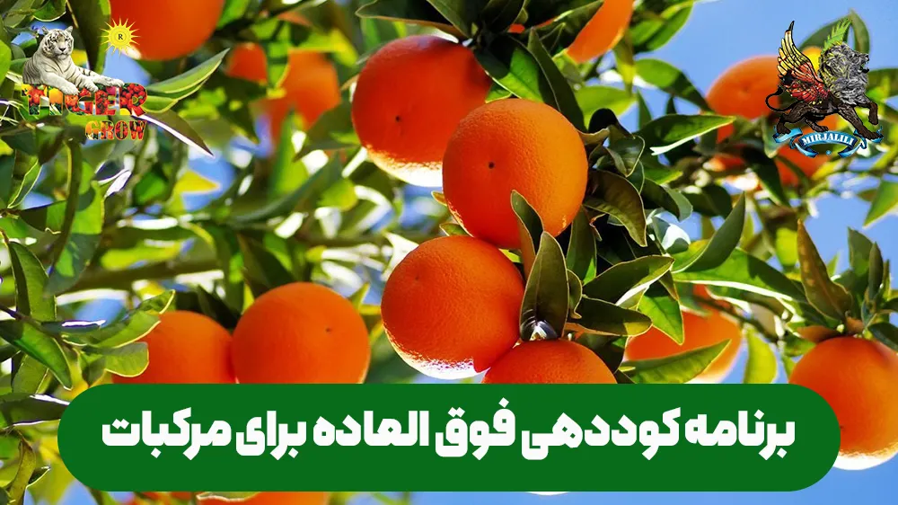 برنامه کوددهی و جدول تغذیه اختصاصی برای درختان مرکبات