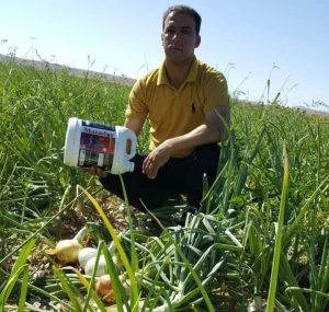 افزایش تناژ پیاز با کودهای محصوص پیاز