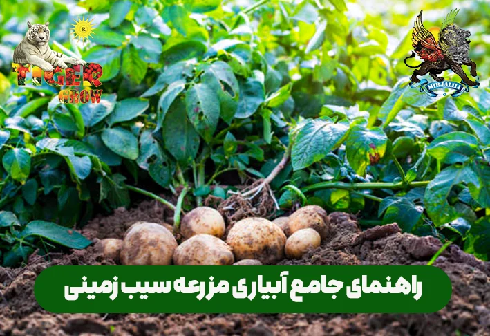 آموزش آبیاری مزرعه سیب زمینی