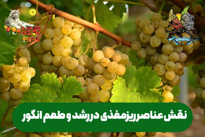 نقش حیاتی ریزمغذی‌ها در رشد و عملکرد انگور (آهن، روی، منگنز). علائم کمبود و راهکارهای تغذیه‌ای برای افزایش کیفیت محصول.