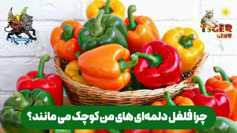 چرا فلفل دلمه‌ای کوچک می‌ماند؟ بررسی تأثیر ژنتیک، تغذیه نامناسب (نیتروژن، پتاسیم) و تنش‌های محیطی بر سایز میوه.