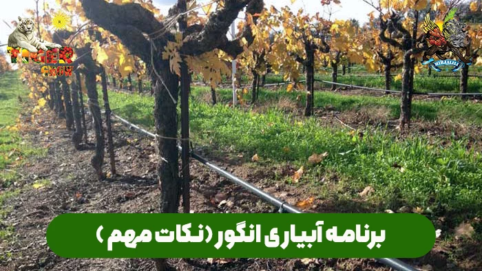 برنامه آبیاری تخصصی تاکستان و درختان انگور