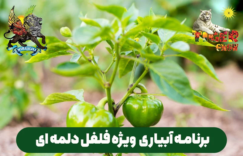 برنامه آبیاری فلفل دلمه ای برای افزایش تناژ و وزن