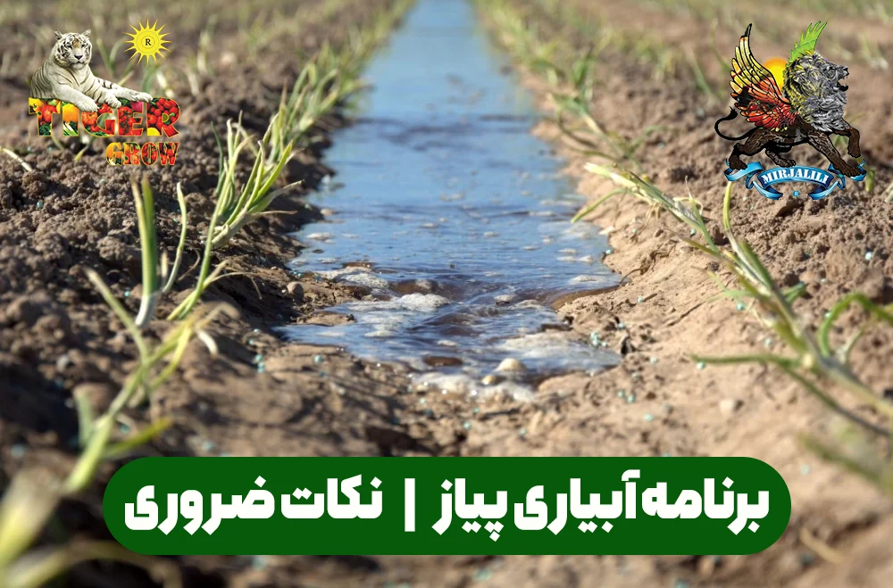 تأثیر مستقیم برنامه آبیاری بر وزن پیاز مزرعه! نکات ساده و کاربردی برای زمان‌بندی دقیق آبیاری پیاز و رسیدن به بالاترین تناژ ممکن.