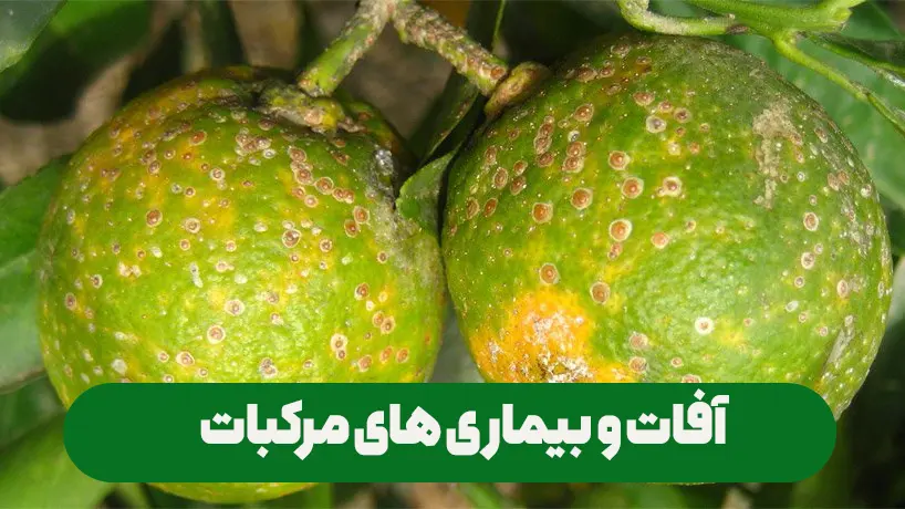 انوع آفات و بیماری های مرکبات و روش های از بین بردن آن